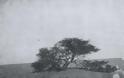 Η θλιβερή ιστορία του πιο μοναχικού δέντρου - Φωτογραφία 2