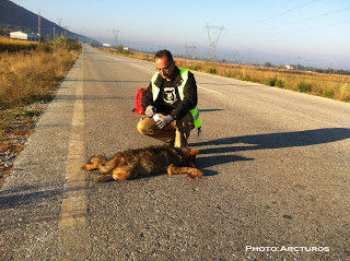 Νεκρός νεαρός λύκος στην Καστοριά - Φωτογραφία 1