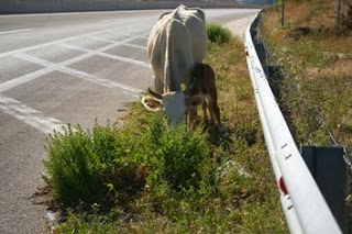 Θανατηφόρο τροχαίο με αγελάδα έξω από τις Φοιτητικές Εστίες Ξάνθης - Φωτογραφία 1