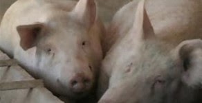 Έκλεψαν γουρούνια στα Τρίκαλα - Φωτογραφία 1