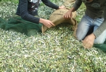Αιτωλοακαρνανία: Πέθανε ενώ μάζευε ελιές - Φωτογραφία 1