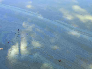 Σε απαράδεκτη κατάσταση η λίμνη της Καστοριάς. Μολυσμένη και βρώμικη [video] - Φωτογραφία 1