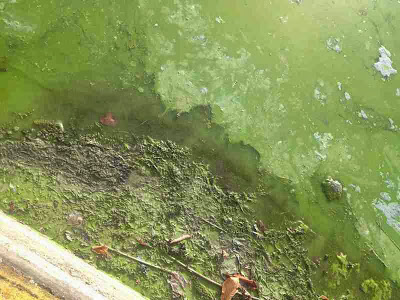 Σε απαράδεκτη κατάσταση η λίμνη της Καστοριάς. Μολυσμένη και βρώμικη [video] - Φωτογραφία 11