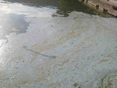 Σε απαράδεκτη κατάσταση η λίμνη της Καστοριάς. Μολυσμένη και βρώμικη [video] - Φωτογραφία 12