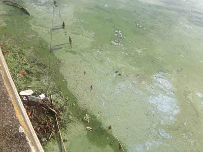 Σε απαράδεκτη κατάσταση η λίμνη της Καστοριάς. Μολυσμένη και βρώμικη [video] - Φωτογραφία 13