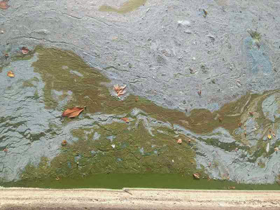 Σε απαράδεκτη κατάσταση η λίμνη της Καστοριάς. Μολυσμένη και βρώμικη [video] - Φωτογραφία 14