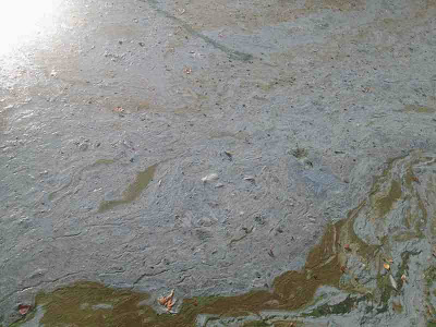Σε απαράδεκτη κατάσταση η λίμνη της Καστοριάς. Μολυσμένη και βρώμικη [video] - Φωτογραφία 3