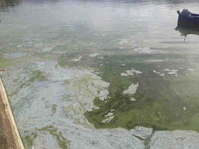 Σε απαράδεκτη κατάσταση η λίμνη της Καστοριάς. Μολυσμένη και βρώμικη [video] - Φωτογραφία 4