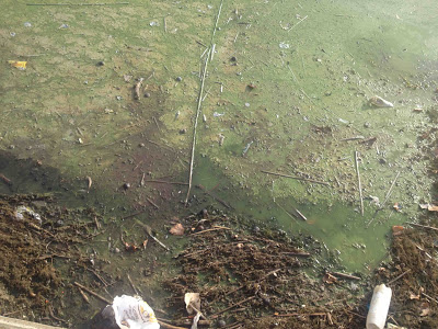 Σε απαράδεκτη κατάσταση η λίμνη της Καστοριάς. Μολυσμένη και βρώμικη [video] - Φωτογραφία 8