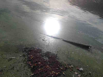 Σε απαράδεκτη κατάσταση η λίμνη της Καστοριάς. Μολυσμένη και βρώμικη [video] - Φωτογραφία 9