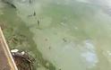 Σε απαράδεκτη κατάσταση η λίμνη της Καστοριάς. Μολυσμένη και βρώμικη [video] - Φωτογραφία 13