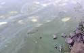 Σε απαράδεκτη κατάσταση η λίμνη της Καστοριάς. Μολυσμένη και βρώμικη [video] - Φωτογραφία 2