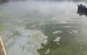 Σε απαράδεκτη κατάσταση η λίμνη της Καστοριάς. Μολυσμένη και βρώμικη [video] - Φωτογραφία 4