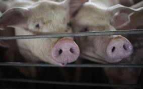 Αιτωλοακαρνανία: Σοβαρά τραυματίας κτηνοτρόφος από γουρούνι που εξέτρεφε - Φωτογραφία 1