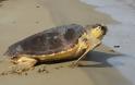 Πάφος: Δίχτυα ψαρά σκότωσαν χελώνα καρέτα - καρέτα