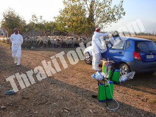 Η ευλογιά σκότωσε 1.300 πρόβατα στην Ξάνθη - Φωτογραφία 1