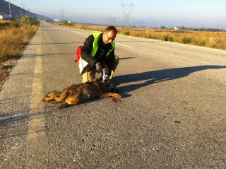 Νεαρή λύκαινα σκοτώθηκε σε τροχαίο - Φωτογραφία 1