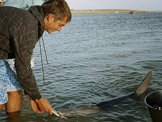 Νέο είδος δελφινιού στα βόρεια της Αυστραλίας; - Φωτογραφία 1