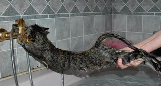 Τρελό γέλιο: Δείτε γάτες που δεν θέλουν να κάνουν μπάνιο [video] - Φωτογραφία 1