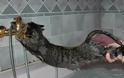 Τρελό γέλιο: Δείτε γάτες που δεν θέλουν να κάνουν μπάνιο [video]