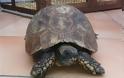 Βρέθηκαν νεκρές χελώνες στην Ηλεία