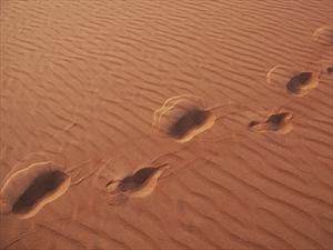 Νίγηρας: Τριήμερο εθνικό πένθος για το θάνατο 92 μεταναστών στην έρημο - Φωτογραφία 1