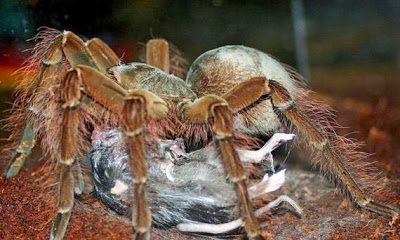 Η μεγαλύτερη αράχνη στον κόσμο! [Photos] - Φωτογραφία 10