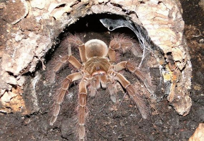 Η μεγαλύτερη αράχνη στον κόσμο! [Photos] - Φωτογραφία 13