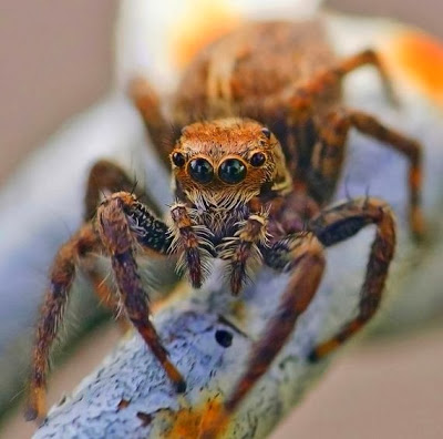 Η μεγαλύτερη αράχνη στον κόσμο! [Photos] - Φωτογραφία 14