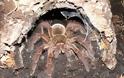 Η μεγαλύτερη αράχνη στον κόσμο! [Photos] - Φωτογραφία 13