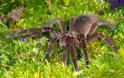 Η μεγαλύτερη αράχνη στον κόσμο! [Photos] - Φωτογραφία 4