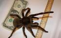 Η μεγαλύτερη αράχνη στον κόσμο! [Photos] - Φωτογραφία 5