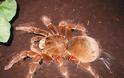 Η μεγαλύτερη αράχνη στον κόσμο! [Photos] - Φωτογραφία 7