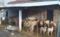 Έκλεψαν… πρόβατα από ποιμνιοστάσιο στα Τρίκαλα