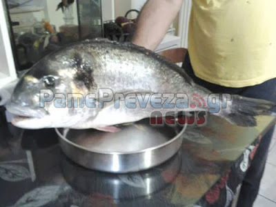 Τσιπούρα γίγας στο καλάμι ερασιτέχνη ψαρά στην Πρέβεζα [Photos] - Φωτογραφία 3