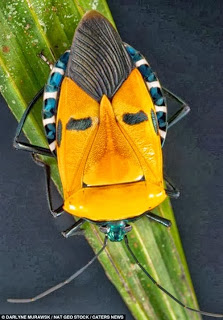 Παράξενα έντομα με απίθανη εμφάνιση! (Εικόνες) - Φωτογραφία 1