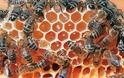 Μέλι: Το Νέκταρ των Θεών & το «Βουλγάρικο» μέλι - Φωτογραφία 2