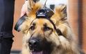 Σύνταξη για τους σκύλους αστυνομικούς