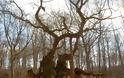Τα γηραιότερα δέντρα στον κόσμο! [photos]