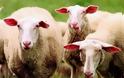 Αποβάλλουν μαζικά οι προβατίνες - Συναγερμός σε κτηνοτρόφους και αρχές