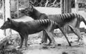 Βρήκαν σπάνια τίγρη που εξαφανίστηκε πριν 80 χρόνια