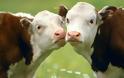 Πώς 2 αγελάδες επηρεάζουν την παγκόσμια οικονομία...