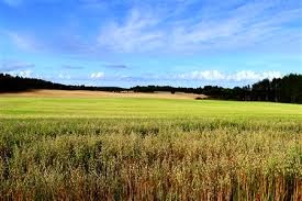 Οι γεωργικές επιδοτήσεις της Γερμανίας ευνοούν τους μικρούς αγρότες - Φωτογραφία 2