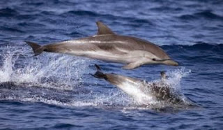 Νεκρά εκατοντάδες δελφίνια από θανατηφόρο ιό στις ΗΠΑ - Φωτογραφία 1