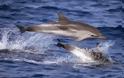 Νεκρά εκατοντάδες δελφίνια από θανατηφόρο ιό στις ΗΠΑ