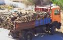 Κρήτη: Λαθρουλοτόμοι πρόλαβαν να κόψουν 7 τόνους ξύλα πριν συλληφθούν