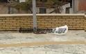 Απαράδεκτοι βανδαλισμοί στο Πάρκο Τσαλτάκη και στην πλατεία Άνω Καλυβίων [video] - Φωτογραφία 6