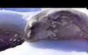 Απολαυστικό βίντεο. Φώκια-μωρό κλαψουρίζει πριν πέσει για πρώτη φορά στο νερό