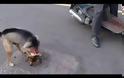 Ο σκύλος που αγαπάει το σκούτερ [Video]