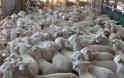 Σύσκεψη στο ΥΜΑΘ για κρούσματα ευλογιάς σε αιγοπρόβατα στη Μακεδονία και τη Θράκη